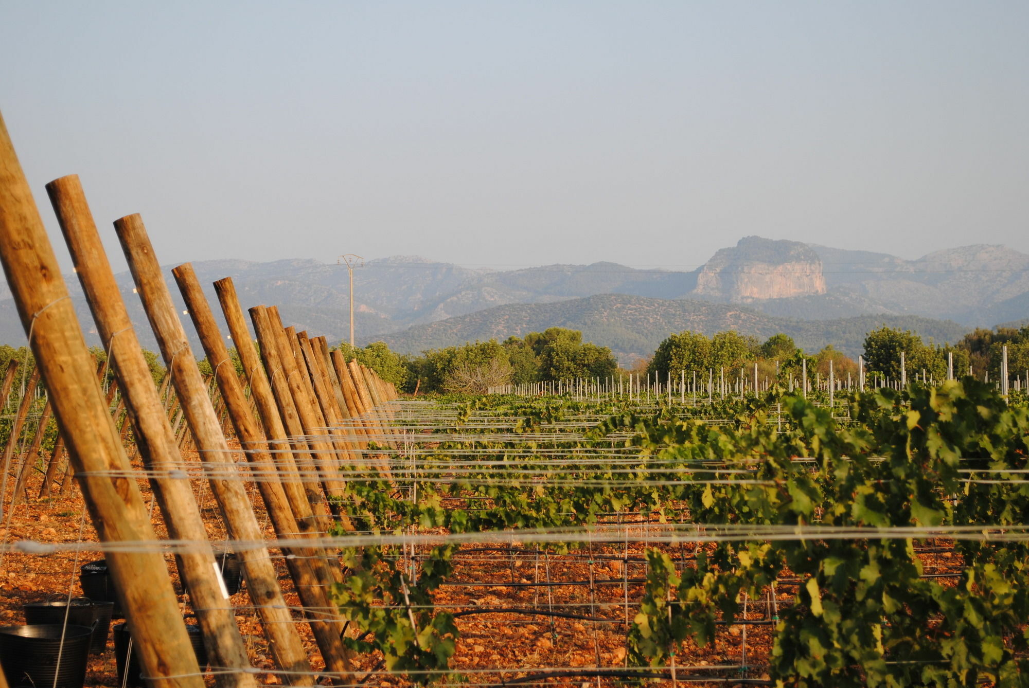 Weingut & Landhotel Can Davero Binisalem Ngoại thất bức ảnh