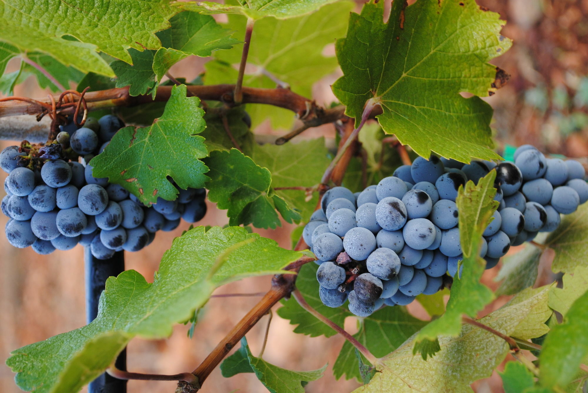 Weingut & Landhotel Can Davero Binisalem Ngoại thất bức ảnh