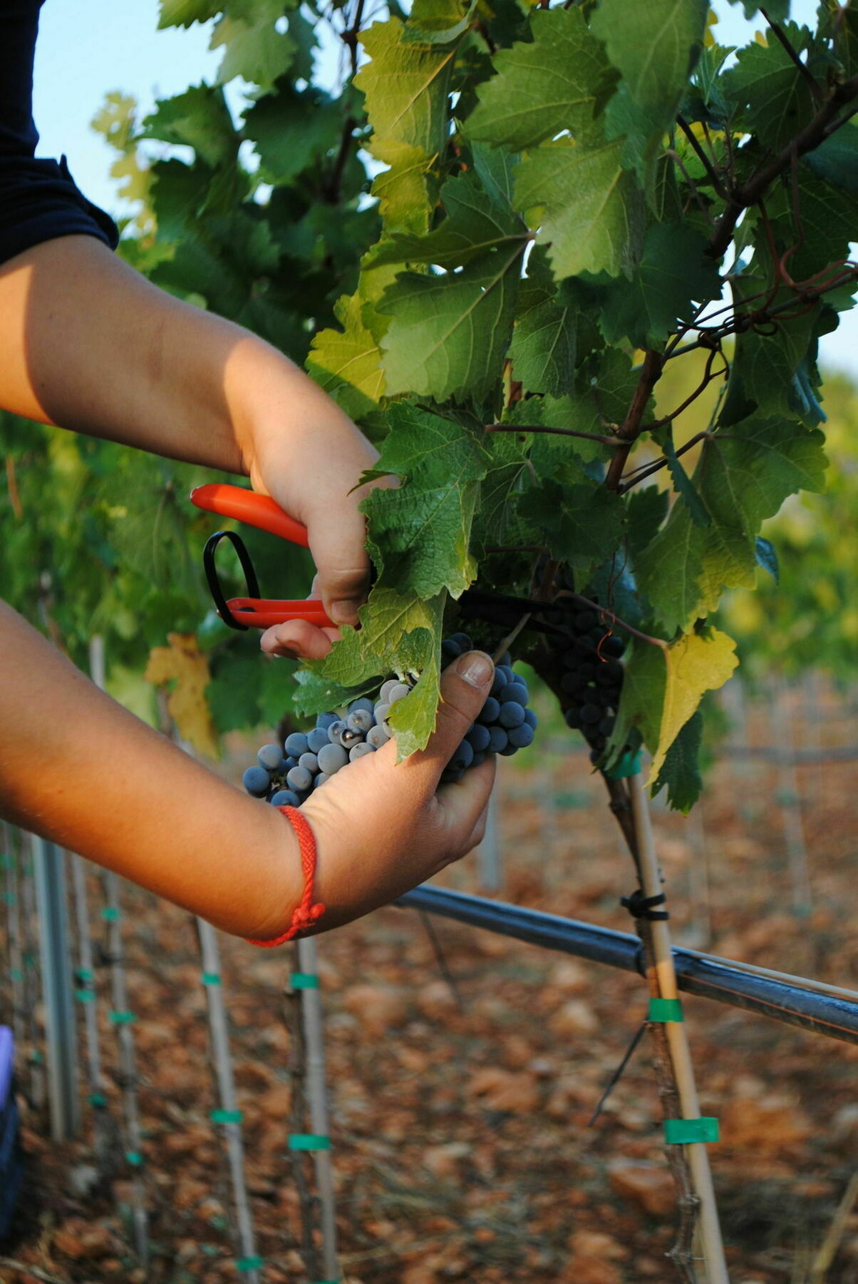 Weingut & Landhotel Can Davero Binisalem Ngoại thất bức ảnh
