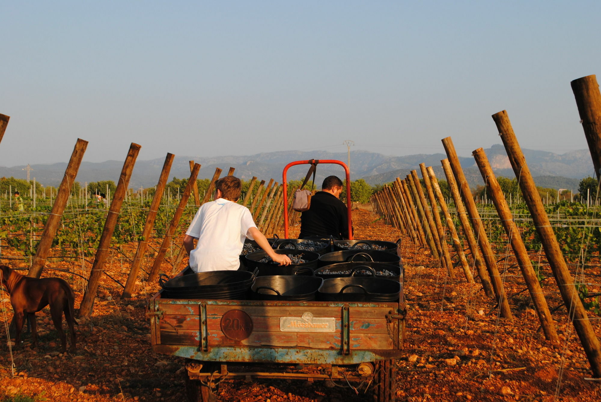 Weingut & Landhotel Can Davero Binisalem Ngoại thất bức ảnh